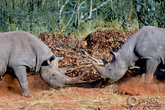 Miva Stock_1634 - South Africa, Kruger NP, White Rhinoceros