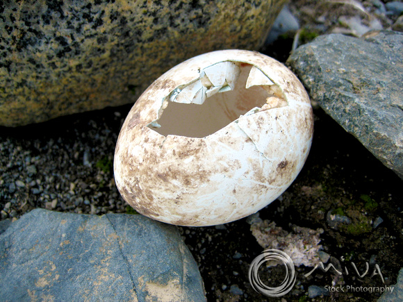 Miva Stock_1632 - Antarctica, Adelie Penguin hatched egg