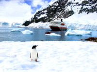 Miva Stock_1636 -  Antarctica, Paradise Bay, Gentoo Penguin, ship