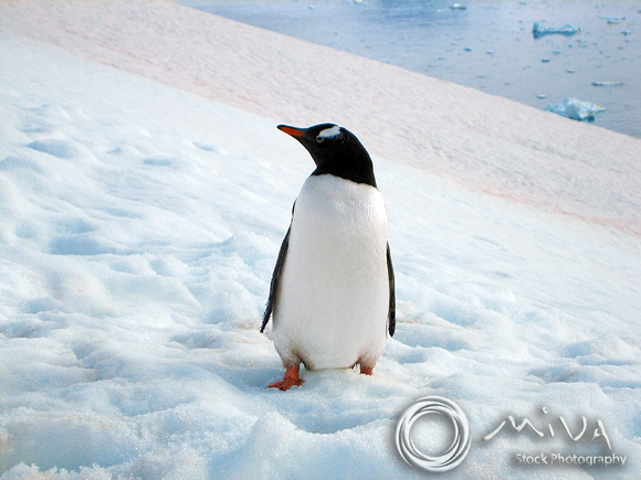 Miva Stock_1696 - Antarctica, Neko Harbour, Gentoo penguin