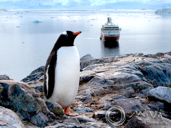 Miva Stock_1697 - Antarctica, Neko Harbor, Gentoo Penguin, ship