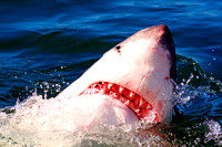 Miva Stock_1711 - South Africa, False Bay, Great White Shark