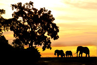 Miva Stock_2814 - Botswana, Chobe NP, Elephants, Silho
