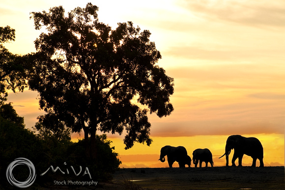 Miva Stock_2814 - Botswana, Chobe NP, Elephants, Silho