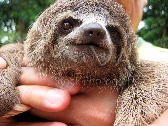 Miva Stock_3075 - Brazil, Amazon Jungle, three toed sloth