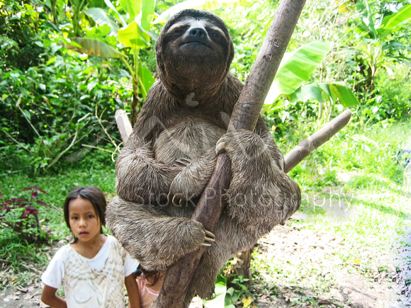 Miva Stock_3076 - Brazil, Amazon Jungle, three toed sloth, girls