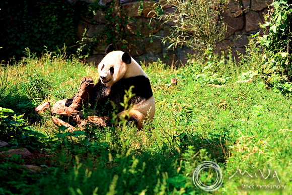 Miva Stock_0791 - China, Beijing, Beijing Zoo, Giant Panda