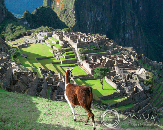 Miva Stock_0841 - Peru, Machu Picchu, Llama