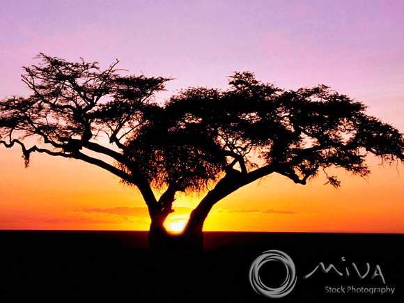 Miva Stock_0845 - Tanzania, Serengeti Desert, Acacia tree