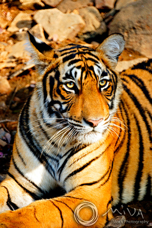 Miva Stock_0846 - India, Ranthambore NP, Bengal Tiger