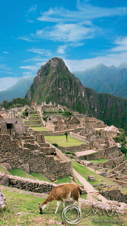 Miva Stock_0931 - Peru, Machu Picchu, Sacred Valley, llama