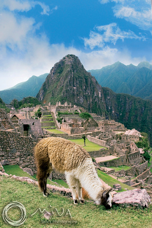 Miva Stock_0932 - Peru, Machu Picchu, Sacred Valley, llama