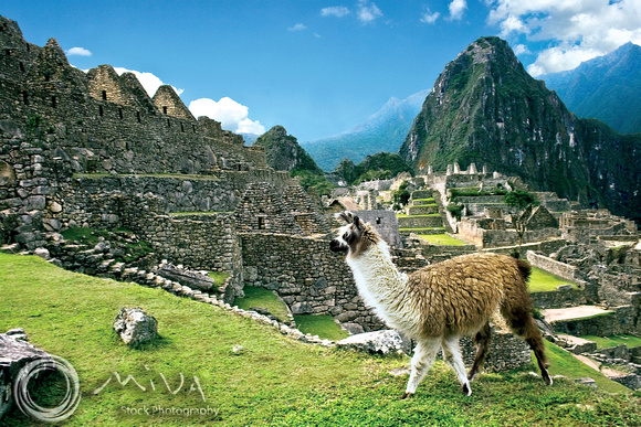 Miva Stock_0933 - Peru, Machu Picchu, Sacred Valley, llama