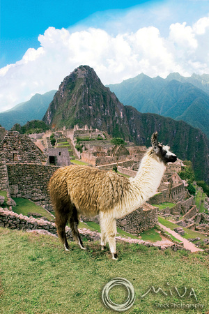 Miva Stock_0935 - Peru, Machu Picchu, Sacred Valley, llama