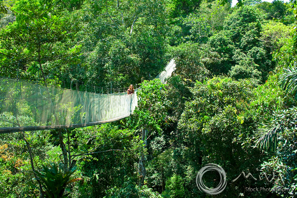 Miva Stock_1212 - Amazon Jungle canopy walk