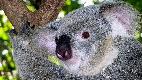 Miva Stock_3354 - Australia, Queensland, Cairns, koala