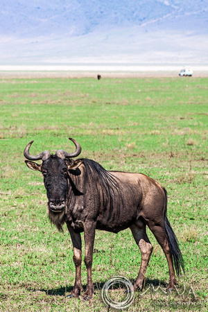 Miva Stock_3621 - Tanzania, Ngorongoro Crater, Wildebeest