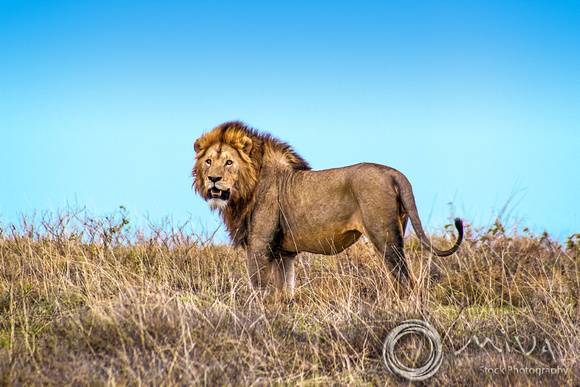 Miva Stock_3622 - Tanzania, Ngorongoro Crater, male lion