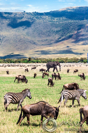 Miva Stock_3602 - Tanzania, Ngorongoro, Zebra, Wildebeest, elephant