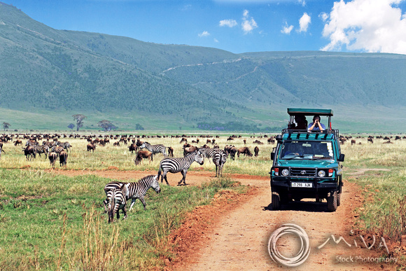 Miva Stock_3598 - Tanzania, Ngorongoro, safari jeep, Zebra herd