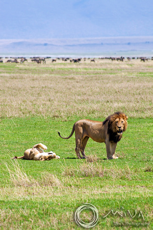 Miva Stock_3605 - Tanzania, Ngorongoro Crater, lions courting