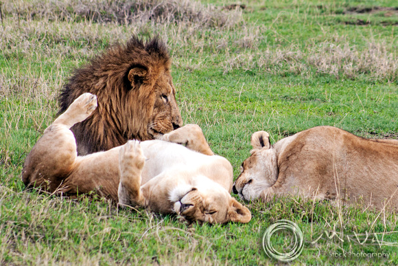 Miva Stock_3637 - Tanzania, Ngorongoro Crater, male and lioness