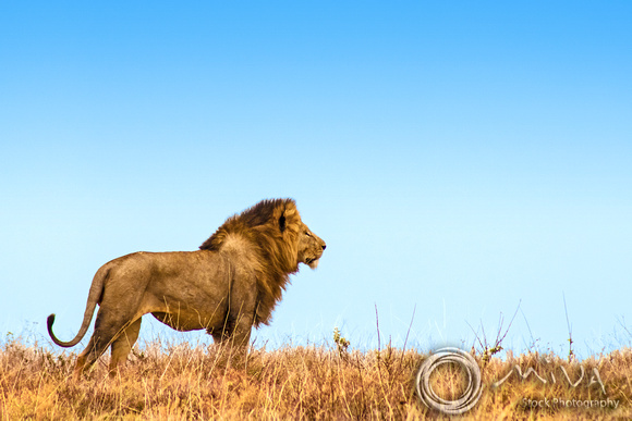 Miva Stock_3592 - Tanzania, Ngorongoro Crater, male lion