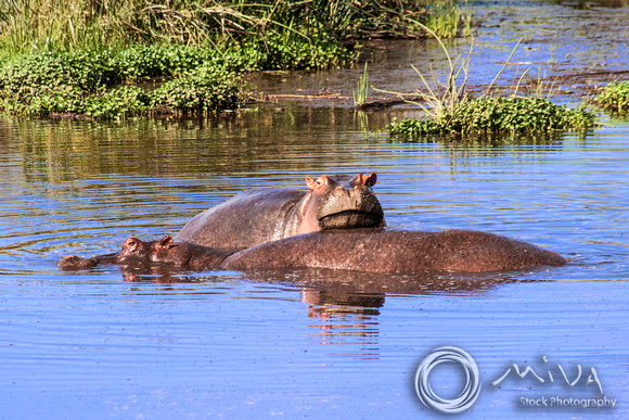 Miva Stock_3591 - Tanzania, Ngorongoro Crater, Hippopotamus