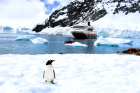 Miva Stock_1636 - Antarctica, Paradise Bay, Gentoo Penguin, ship