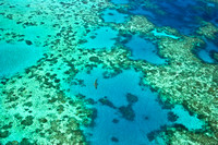 Miva Stock_1933 - Australia, Queensland, Great Barrier Reef, shark