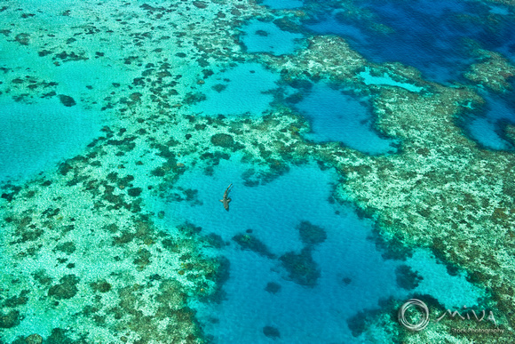 Miva Stock_1933 - Australia, Queensland, Great Barrier Reef, shark