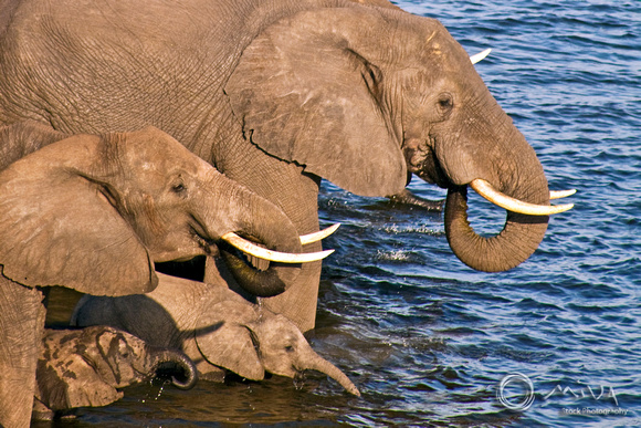 Miva Stock_2774 - Botswana, Chobe NP, Elephant herd, river