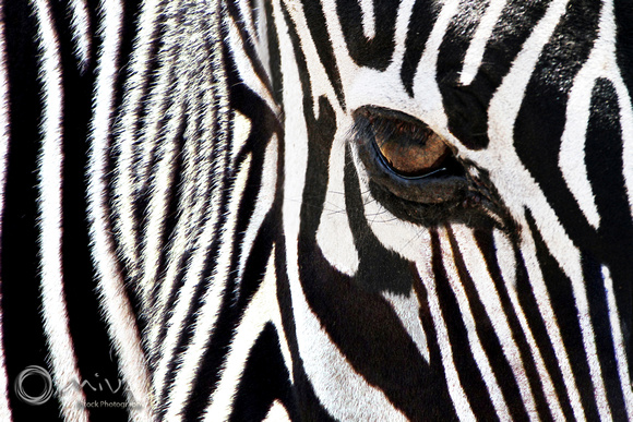 Miva Stock_2902 - Tanzania, Ngorongoro, Zebra, close up