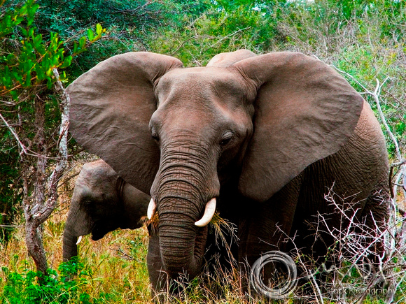 Miva Stock_1340 - Kenya, Amboseli National Park, elephants