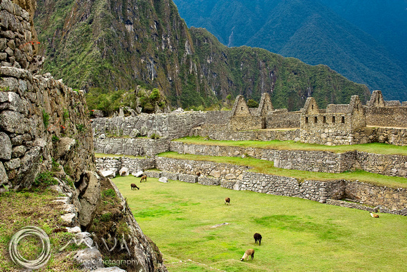Miva Stock_1362 - Peru, Machu Picchu, Sacred Valley, llamas
