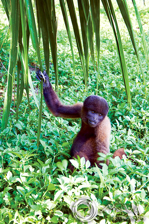 Miva Stock_1379 - Peru, Amazon Rainforest, Brown Wooly Monkey