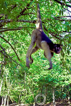 Miva Stock_1380 - Peru, Amazon Jungle, Brown Capuchin Monkey