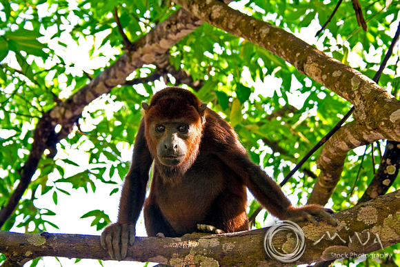 Miva Stock_1460 - Costa Rica, Guanacaste, Golden-mantled Howler