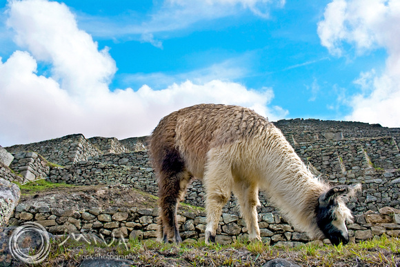 Miva Stock_1514 - Peru, Machu Picchu, Llama