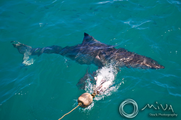 Miva Stock_1538 - South Africa, False Bay, Great White Shark