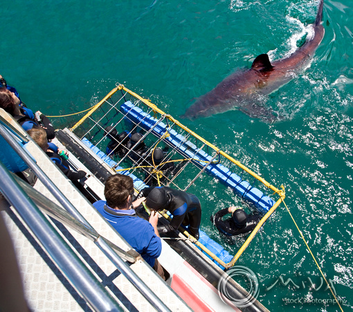 Miva Stock_1539 - South Africa, False Bay, Great White Shark