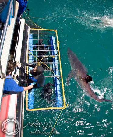 Miva Stock_1540 - South Africa, False Bay, Great White Shark
