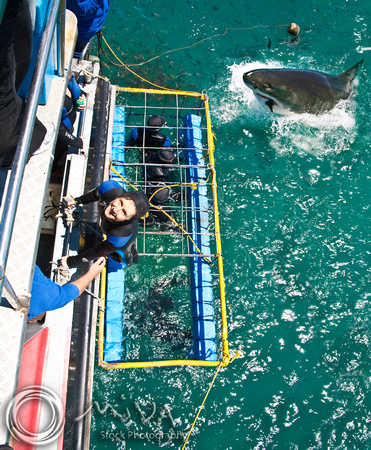 Miva Stock_1541 - South Africa, False Bay, Great White Shark