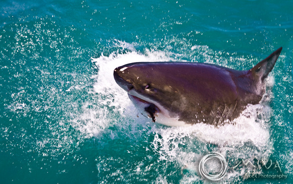 Miva Stock_1542 - South Africa, False Bay, Great White Shark