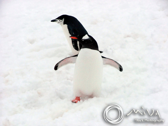 Miva Stock_1575 - Antarctica, Gentoo, Chinstrap Penguins