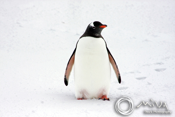 Miva Stock_1576 - Antarctica, Gentoo penguin