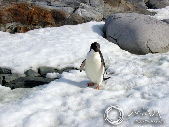 Miva Stock_1577 - Antarctica, Adelie Penguin