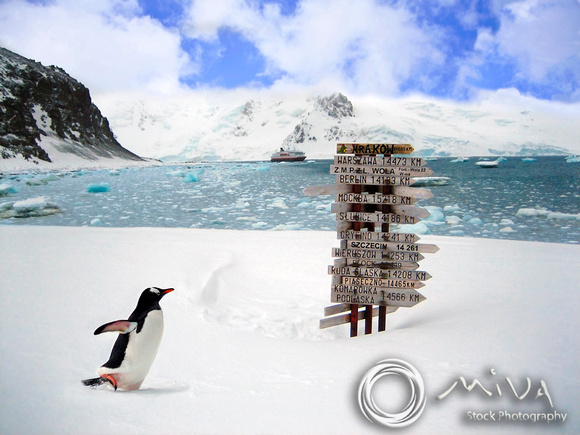 Miva Stock_1579 - Antarctica, Gentoo Penguin