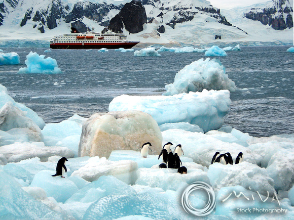 Miva Stock_1580 - Antarctic, Adelie Penguins