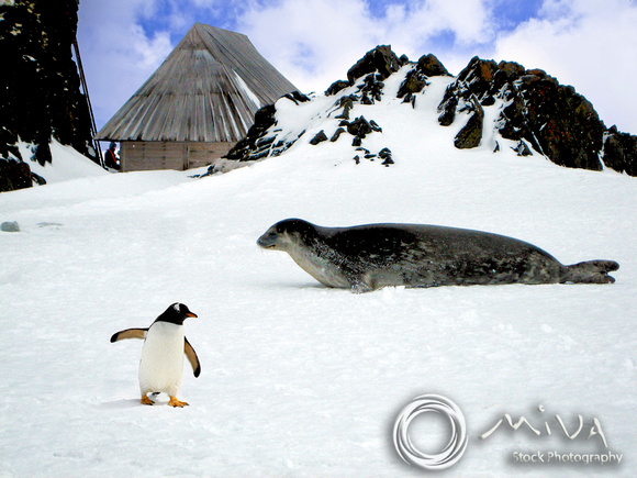 Miva Stock_1581 - Antarctica, Gentoo Penguin, Leopard Seal
